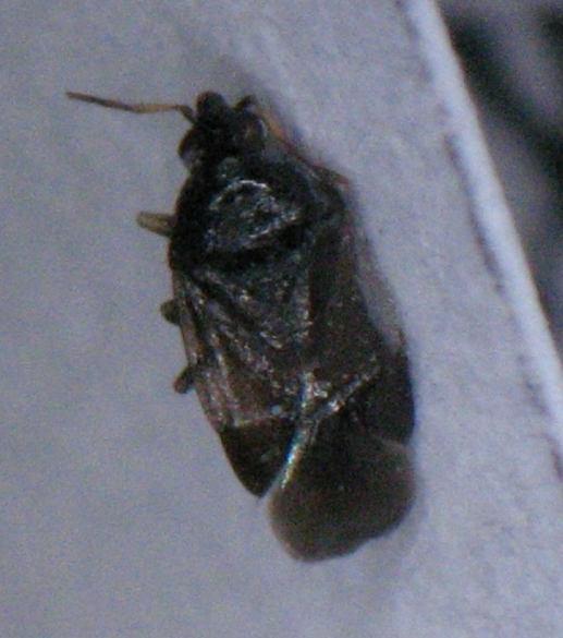 42 4.7.3. Cardiastethus nazarenus (Heteroptera: Anthocoridae) Şekil 4.30.