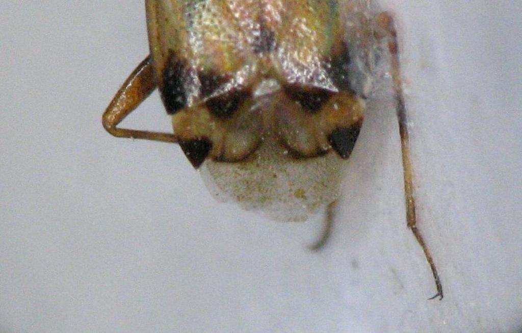, Aphis pomi De Geer., Hyalopterus pruni (Geoffr.), Myzus persicae (Sulz.