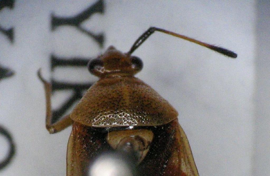44 Habitatı: D. rutilus'un 33 kadar bitki türü üzerinde yaşayan bazı böceklerle beslendiği; İzmir (Bornova) ve Manisa (Kırkağaç)'dan toplanan örneklerin Pinus sp. üzerinde Cinara pini (L.