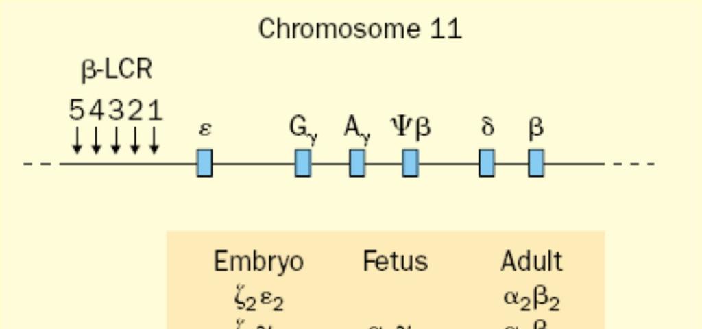 HEMOGLOBİN