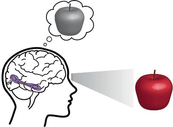 5- Beyin Temelli Öğrenme Kuramları Görülen, okunan, duyulan, kısacası algılanan her şey yeni bir bağlantı oluşturur. Beyin ne kadar kullanılırsa o kadar güçlenir.