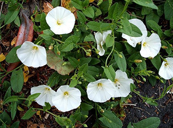 Çiçekler yaprak koltuklarından çıkar ve genellikle tekli bazen ikili, nadiren üçlü halde bulunur. Çiçek rengi beyaz veya pembe, nadiren mavidir.