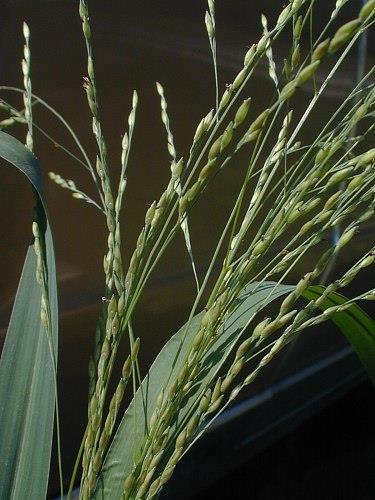 59 Familya: Poaceae Panicum italicum (Kuş yemi) Yıllık olan bitki 10-50 cm kadar boylanır. Yaprak kını kenarlarda tüylüdür.