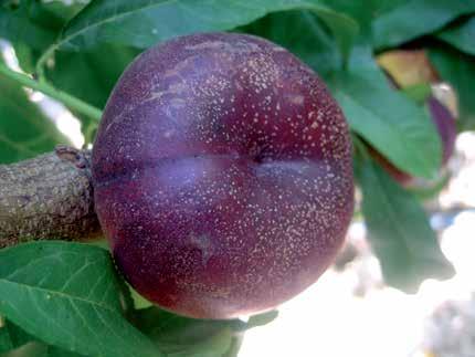 Evaluation : Cool and amusing fruit that both children and adults will enjoy. Very attractive shape and colour. It is an early interesting fruit.