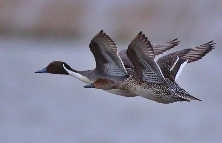 elegans (Tarla Kertenkelesi), Apathya cappadocica (Kayseri Kertenkelesi), Lacerta trilineata (Büyük Yeşil Kertenkele), Darevskia valentini (Valentin Kertenkelesi); yılanlardan Colubridae den Eirenis