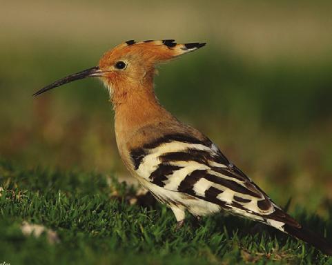 garzetta (Küçük Ak Balıkçıl), Ciconia nigra (Kara Leylek), Plegadis falcinellus (Çeltikçi), Phoenicopteriformes (Filamingolar) ten Phoenicopterus roseus (Flamingo), Anseriformes (Kazsılar) ten Cygnus