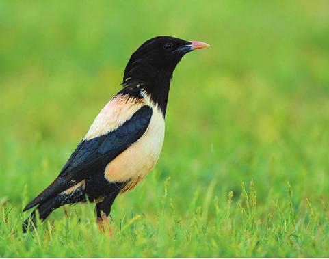 roseus (Ala Sığırcık), Petronia petronia (Kaya Serçesi), Montifringilla nivalis (Kar Serçesi), Fringilla montifringilla (Dağ İspinozu), Serinus pusillus (Kara İskete), Carduelis chloris (Florya), C.