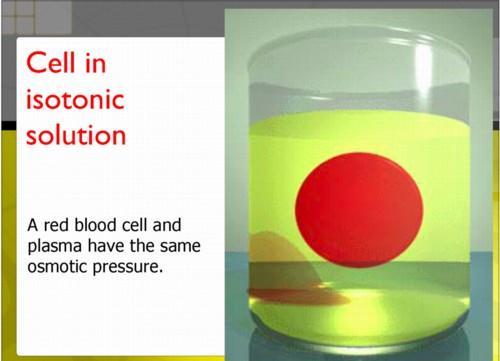 Bir hücre çözelti içine konduğunda meydana gelebilecek varsayımlar: (1) Posm Çözelti = Posm Hücre Çözelti izotonik İnsan kan hücrelerinin ozmotik basıncı 0 o Cde ~ 6,6 Atm dir.