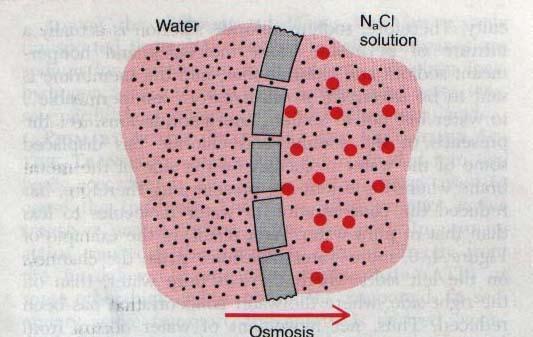 Beden sıvı kompartmanlarının Regülasyonu Ozmoz sıvı gradiyantının neden olduğu su diffüzyonudur Tonisite çözünmüş moleküllerin ozmotik güç