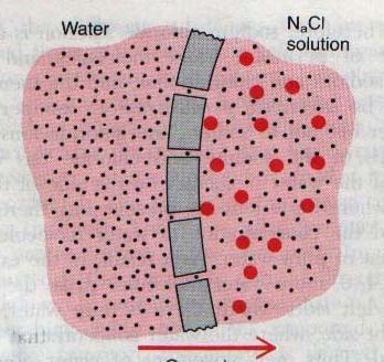 Ozmoz ve Ozmotik Basınç Bir çözelti yarı geçirgen (suyu geçiren, fakat erimiş maddeleri geçirmeyen) bir zara konduktan sonra suya daldırılırsa su