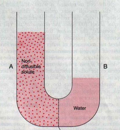 Ozmoz ve Ozmotik Basınç Çözelti A ve B yarıgeçirgen bir zarla ayrılmıştır. Çözelti A membranı geçemeyecek büyük bir solüt içermektedir.