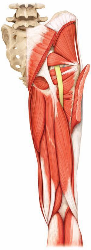 Hamstringler M. biceps femoris, m. semitendinosus, m. semimembranosus kasları hamstringler adını alır. Bu kaslar diz fleksiyonu ve kalça ekstansiyonunda görev alırlar.