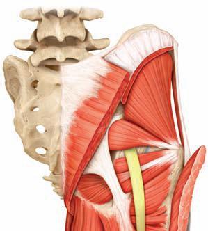 M. Gluteus medius Crista iliacaya yakın olarak başlar ve femurun trochanter majoründe sonlanır. Kaçlanın kuvvetli abduktoru olup arka lifleri ekstansiyona da yardımcıdır.