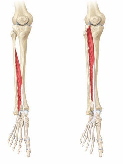 M. Ekstansor digitorum longus, M.