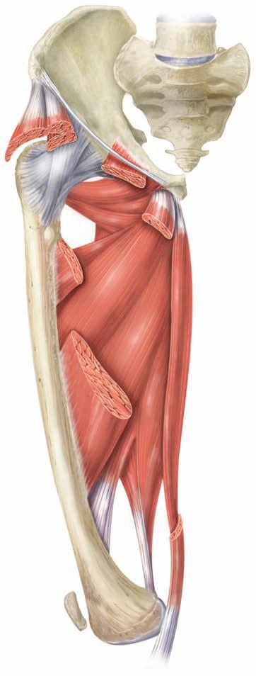 M. Adductor brevis Pubisin ön alt yüzünden başlar ve femurun iç arkasında yaklaşık 1/3 lük mesafede sonlanır. Femurun adduksiyonu, fleksiyonu ve external rotasyonunu sağlar. M.