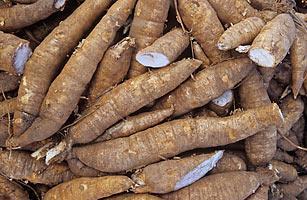 Kassava (Manihot esculenta) ayrıca manioc, yuca, balinghoy, mogo, mandioca, kamoteng kahoy,