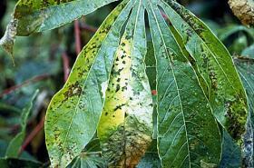 Cassava bacterial blight (Xanthomonas campestris