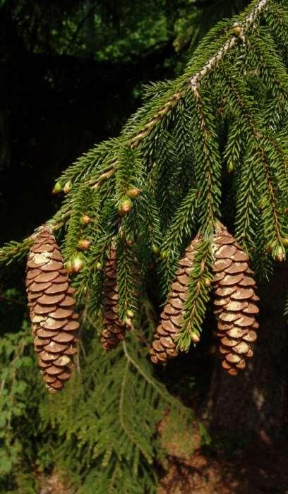 Picea