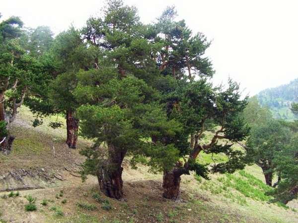 Çoğunlukla 30 metre, ender olarak 50 metre boylara ulaşan birinci sınıf orman