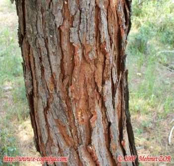 Pinus brutia : Kızılçam Genel görünümleri ile Pinus