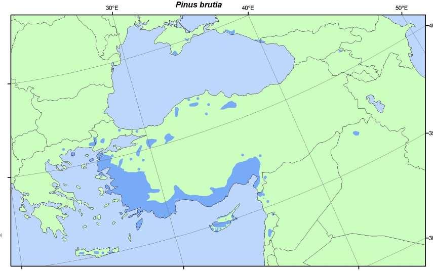 1. P. brutia var. brutia 2. P. brutia var. agrophiotii 3. P. brutia var. pendulifolia 4. P. brutia var. pyramidalis 5. P. brutia var. densifolia Kızılçam Türkiye de 5.