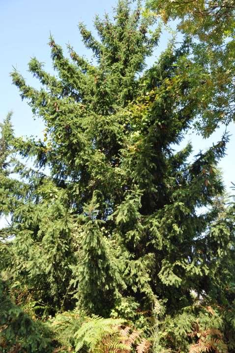 Picea