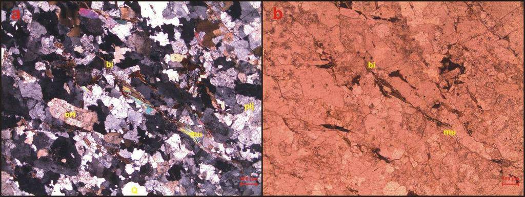 2 Ksenolitler İnceleme alanında, granitoyidler ve migmatitler içerisinde yer yer 1 cm den bir kaç m boyutuna varan yumrular şeklinde amfibolit bileşiminde ksenolitik anklavlar yer almaktadır (Şekil 5.