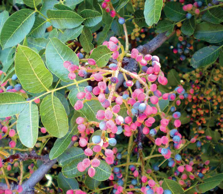 Pistacia terebinthus L. (Menengiç) İki evcikli olan çiçekler kısa sürgünlerde dikine duran bileşik salkım vaziyetinde toplanmıştır.