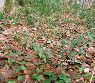 Ruscus hypoglossum L. (Atdili) Tür ülkemizde Marmara Bölgesi nin kuzeyi ve Karadeniz Bölgesi boyunca yayılış gösterir.