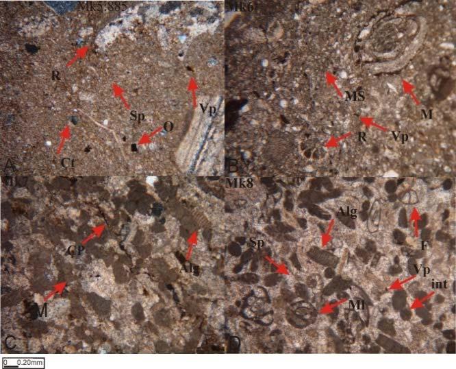 4 ortalama ile hemen hemen İmrezi yöresindeki Akitaniyen Kireçtaşının iki katına yakın bir poroziteye sahiptir. Şekil 15. Yazır Kireçtaşının mikroskobik görüntüsü (Yer: Kışla dere).