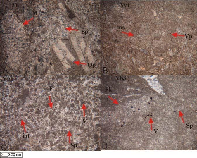 Plantik foraminifer, M: Mikrit, VP: Vuggy porozite (D) İntrasparit/istiftaşı, İnt: İntaklast, BP: Breş Porozite, Sp: Sparit. 5.2.