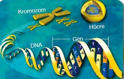 Bu genetik maddeye kromozom denir. Kromozomlar DNA olarak adlandırılan yapıların özel proteinlerle birleşmesi ile oluşur.