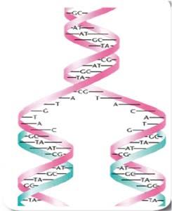 İlk önce DNA nın iki zinciri bir uçtan itibaren fermuar gibi açılıp birbirinden ayrılmaya başlar.