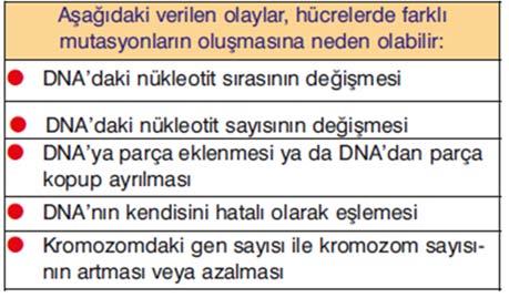 Bir DNA molekülündeki toplam Adenin sayısı Timin sayısına, Sitozin sayısı da Guanin sayısına eşittir. Yani bir DNA molekülünde; A T G C T C G A T DNA nın 1. Zinciri şekildeki gibi olsun 2.