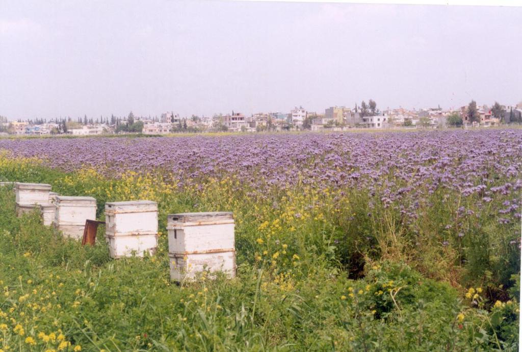 Arıcılık