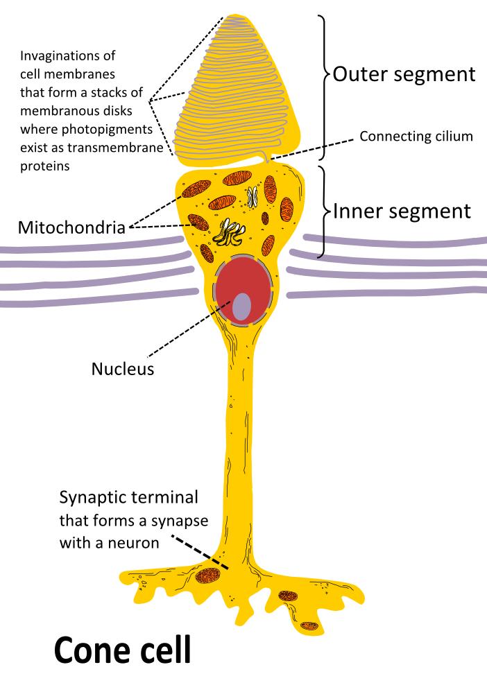 By Rhcastilhos - Schematic_diagram_of_the_human_eye_with_English_annotations.svg, Public Domain, https://commons.wikimedia.org/w/index.php?