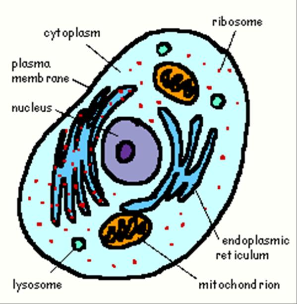 Hücre Hücre üç kısımda incelenir: 1.