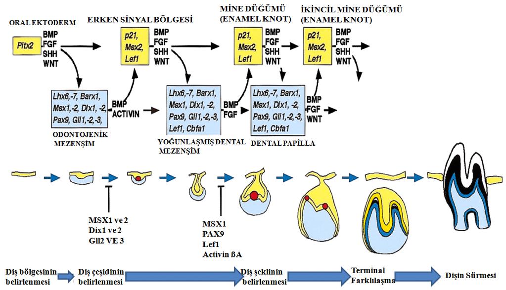 18 Şekil 1.1. Diş gelişiminin moleküler mekanizması ve oluşum evreleri (Jernvall ve Thesleff, 2000, uyarlanmıştır) 1.2.3. Çan Evresi Epitelyal şapka büyür, katlanır ve böylece diş, çan evresine girer.