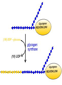 Glikogenin Uzun süren açlıkta glikojen depoları tamamen tükenmiş ise primer olarak İN proteini görev yapar. alıcısı 37-kDa protein 8.4.