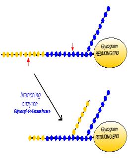 Ortalama her 8-10 glukoz rezidüvünden sonra dallanma Dallandıran enzim; glukozil 4;6 transferaz; amilo (1,4) (1,6) transglukozidaz ile 1,6 glikozid bağları ile dallanma gerçekleşir.