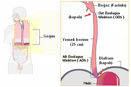 ÖZEFAGUS (YEMEK BORUSU) Yemek borusu sindirim sisteminin pharynx ten sonraki kısmı olup yaklaşık 25 cm uzunluğundadır. 6.