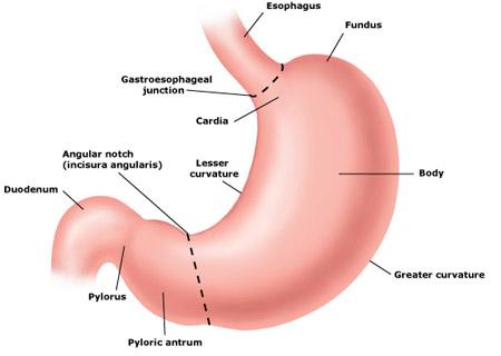 MİDE (GASTER, VENTRİCULUS) Karın boşluğunda, diaphragma nın hemen altında, Regio epigastrica denilen bölgede yer alır. Boş iken J harfi şeklindedir.