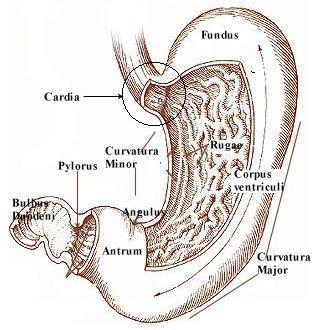MİDENİN BÖLÜMLERİ 1. Pars cardiaca: Ostium cardiacum u içine alan bölümdür. 2. Fundus gastricus (ventricularis): İncisura cardiaca dan çekilen horizontal bir çizginin üzerinde kalan kısımdır. 3.