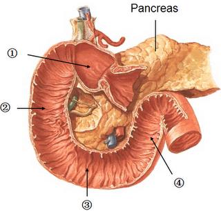 DUODENUM (12 PARMAK BAĞIRSAĞI) İnce bağırsakların mideden sonraki ilk bölümüdür. Ortalama 25 cm uzunluktadır. C harfi şeklinde olup, pankreas ı çevreler.