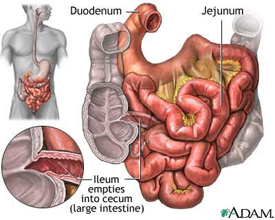 JEJUNUM Jejunum, ince bağırsağın orta kısmıdır, duodenum ile ileum arasında bulunur.