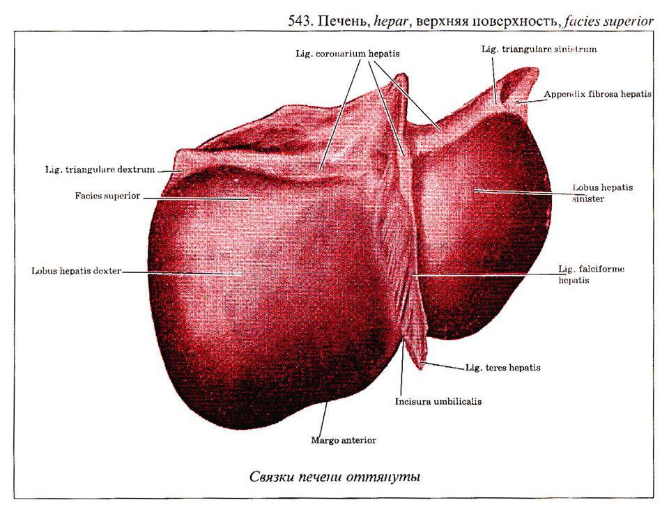 KARACİĞER LİGAMENTLERİ Bunlardan ayrı olarak Ligamentum hepatorenale