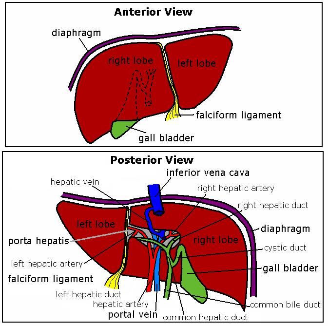 Karaciğerin, posterior yüzü üzerinde, fascies visceralis yönünde Porta hepatis adı verilen bir göbek kısmı