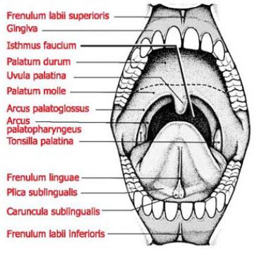 CAVİTAS ORİS (AĞIZ BOŞLUĞU) Ağız boşluğu önde üst ve alt dudaklar (Labium superius ve Labium inferius), yanlarda yanaklar (buccae), üstte sert damak (palatum durum) ve yumuşak damak
