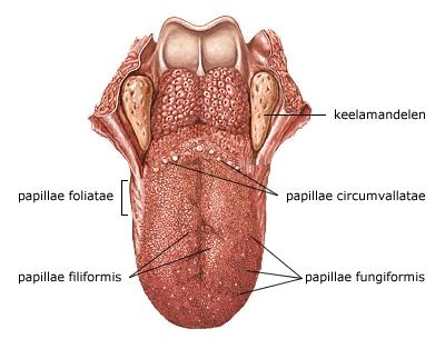 DİL Tad duyusu organı olan (LİNGUA) dil, çiğneme, yutkunma, emme ve konuşmada rol oynar. Dil, radix linguae, corpus EPİGLOTTİS linguae ve apex linguae olmak üzere ayrılır.