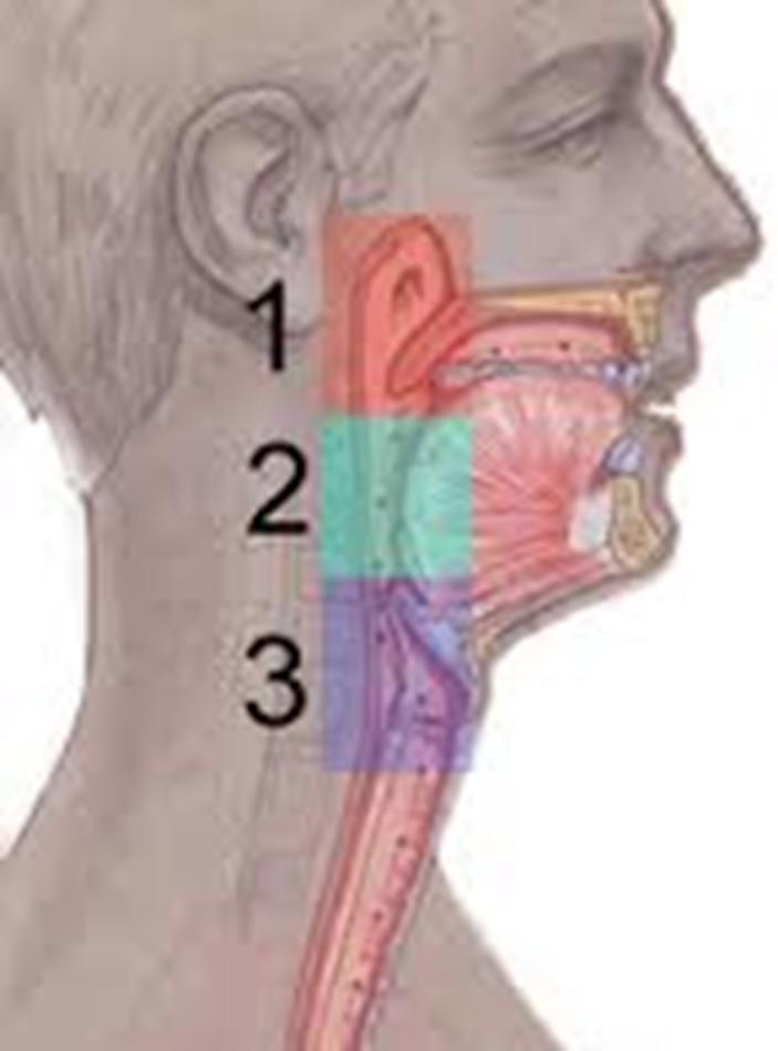 FARENKS İN BÖLÜMLERİ 1.Nasopharynx: Yutağın burun boşluğunun arkasında kalan kısmıdır. 2.